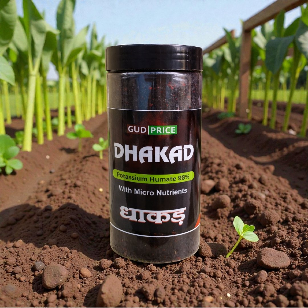 Dhakad 500GM